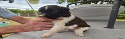 Border Collie dogs for sale: Border collie puppy 1 dog available  - Advert 18