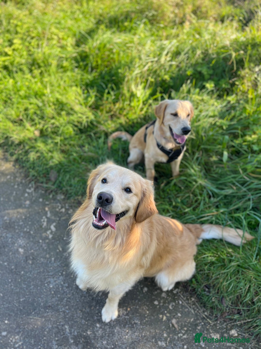 Golden Retriever dogs for sale: Golden retriever puppies - Image 16