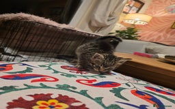 Mixed Breed cats for sale: Mixed kitten - Image 2