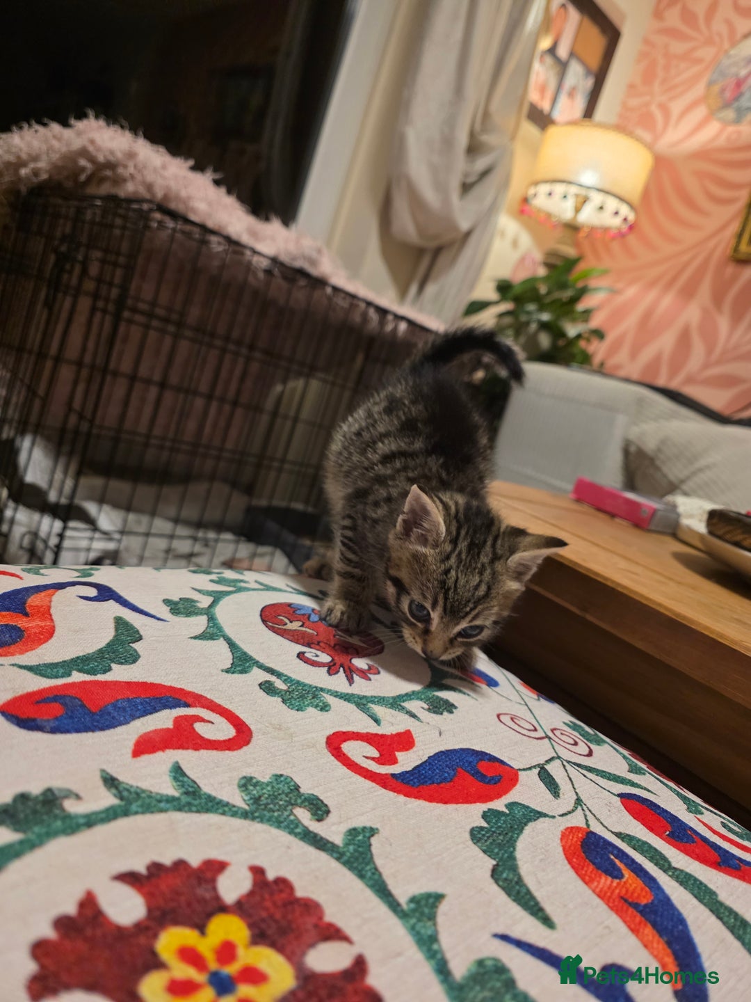 Mixed Breed cats for sale: Mixed kitten - Image 2