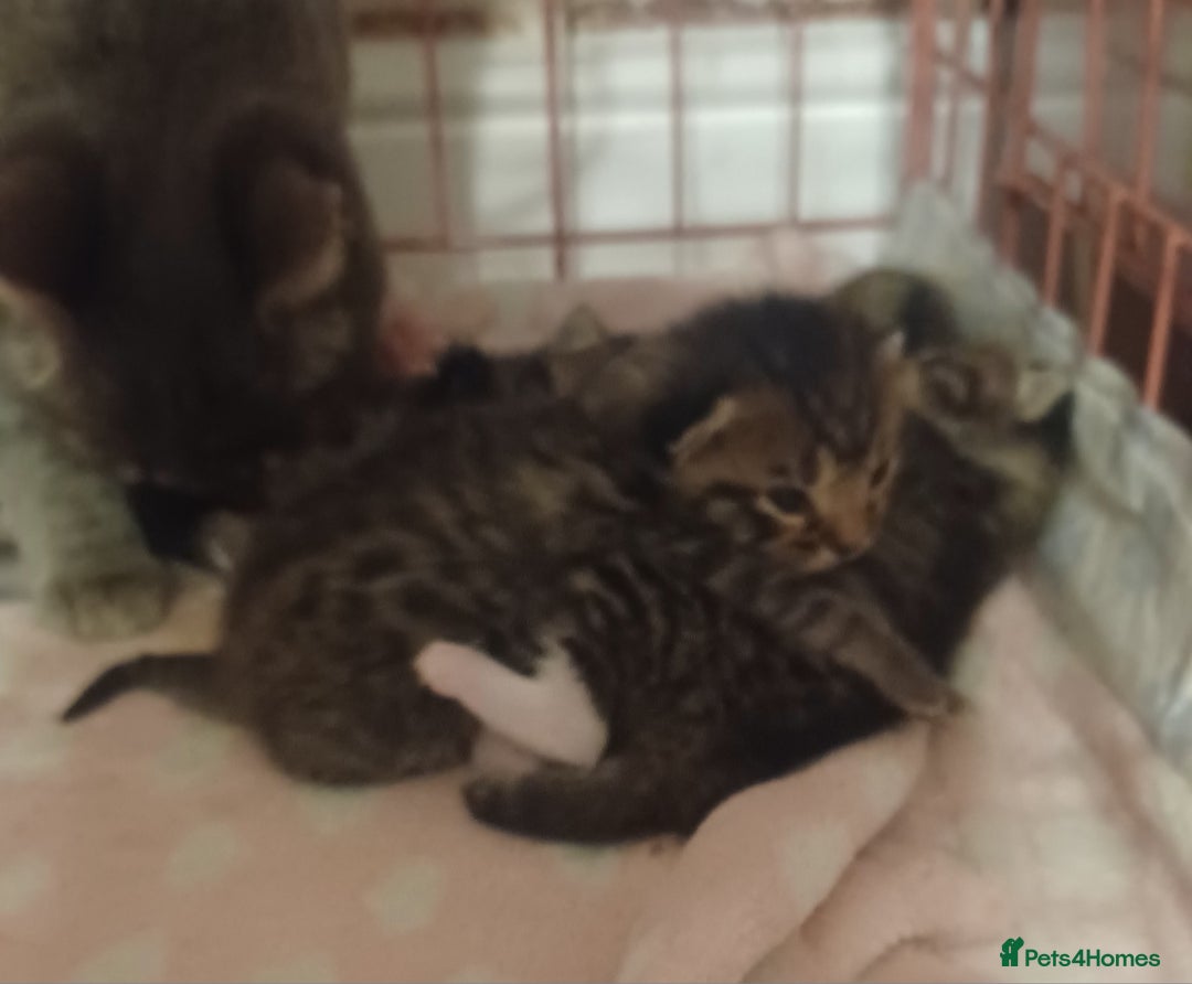 Bengal cats for sale: Gorgeous litter of half bengal babies - Advert 6