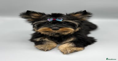 Yorkshire Terrier dogs in Coventry - Advert 4
