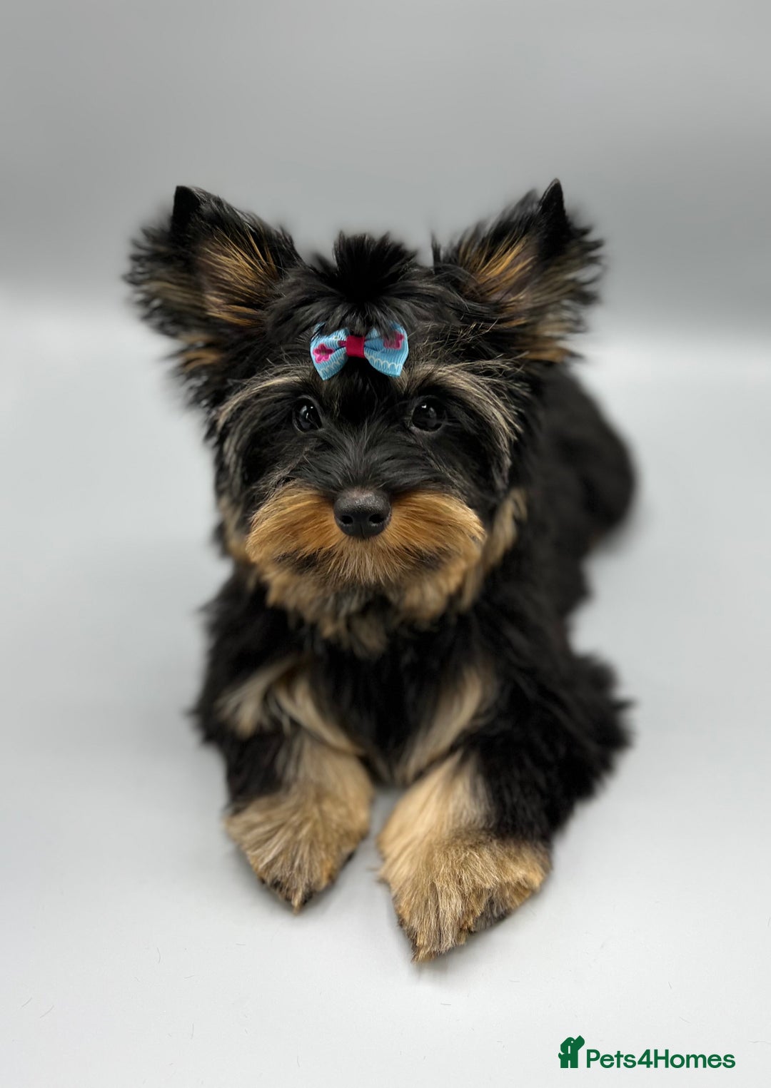 Yorkshire Terrier dogs for sale: Tiny Boys !!! Pedigrees !!! in Coventry - Image 2