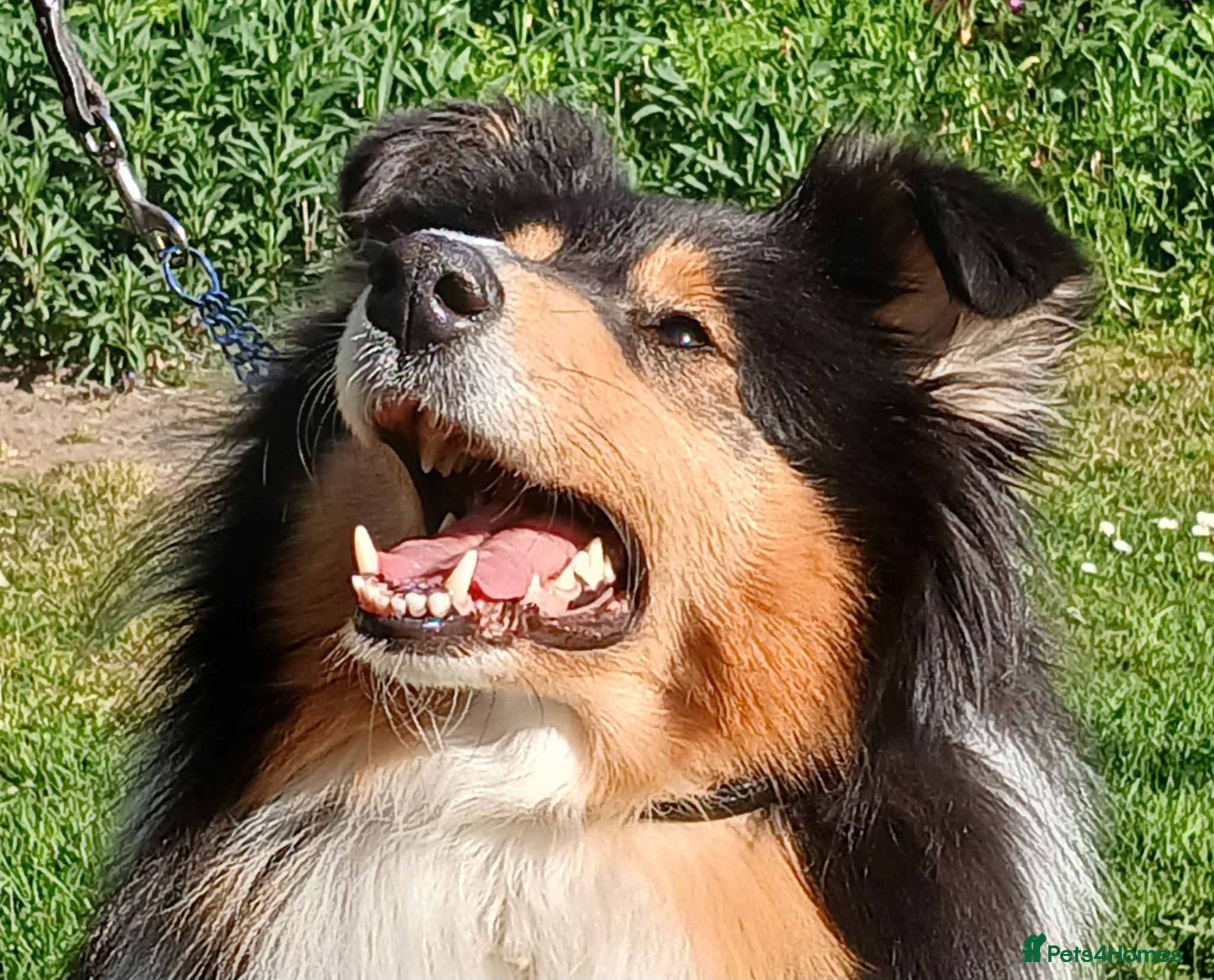 Rough Collie dogs Rough collie  - Advert 10