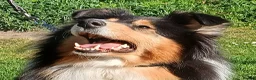 Rough Collie dogs for sale: Rough collie  in Tenterden - Advert 1