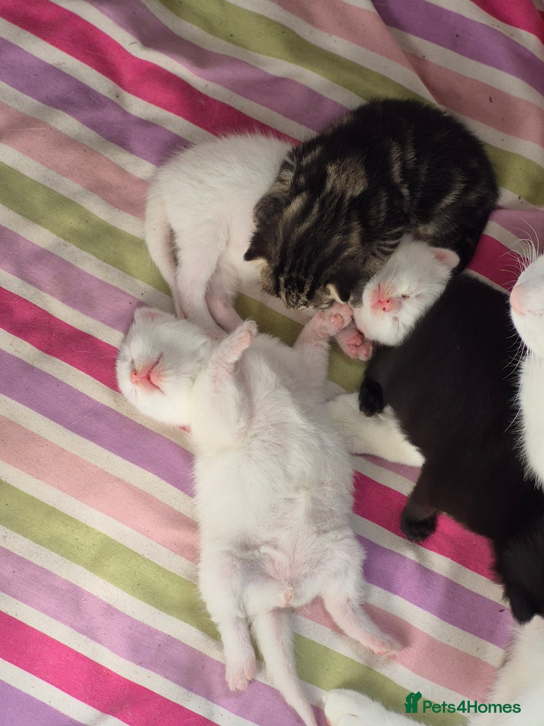 British Shorthair cats for sale: Boy kitten - Image 9