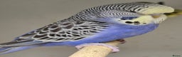 Budgerigars birds for sale: Stunning Baby Budgies available now!!! - Advert 7