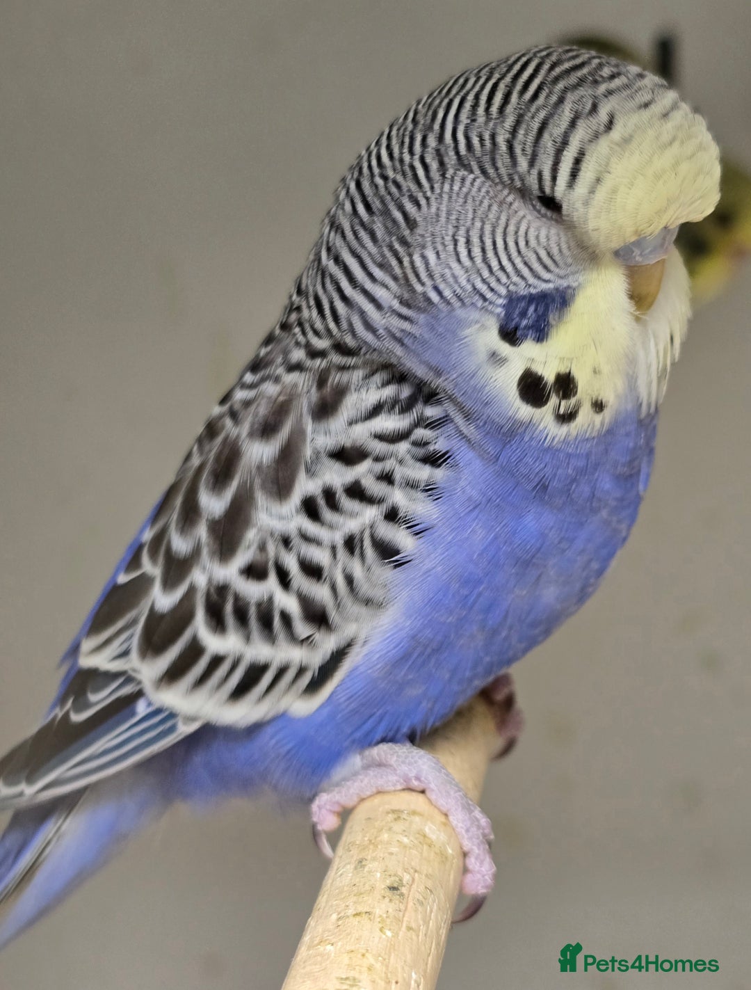 Budgerigars birds for sale: Stunning Baby Budgies available now!!! - Advert 7