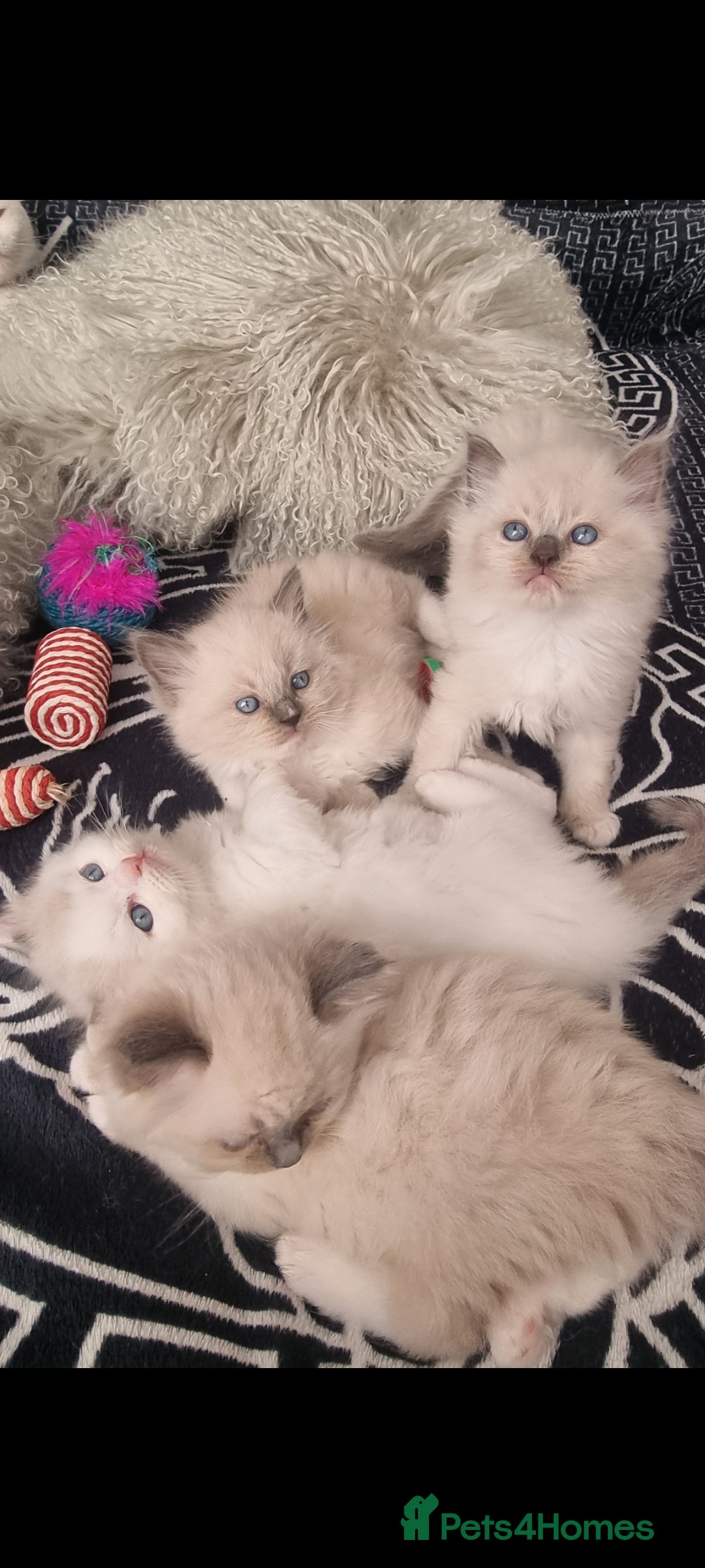 Ragdoll cats for sale: Ragdoll  - Advert 23