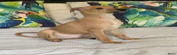 Italian Greyhound dogs for sale: Kc Italian greyhound 4 boys - Advert 13