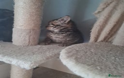 Brazilian Shorthair cats for sale: British shorthair Cross kittens - Image 5