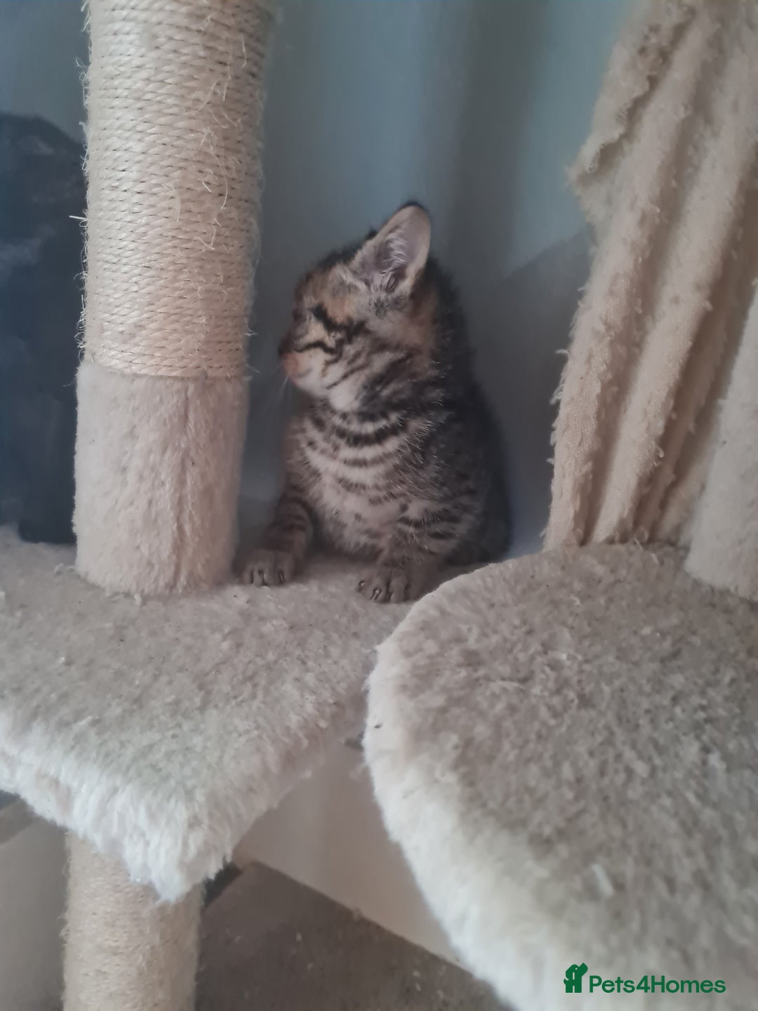 Brazilian Shorthair cats for sale: British shorthair Cross kittens - Image 5