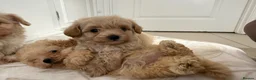 Maltipoo dogs for sale: Korean maltipoo - Advert 5