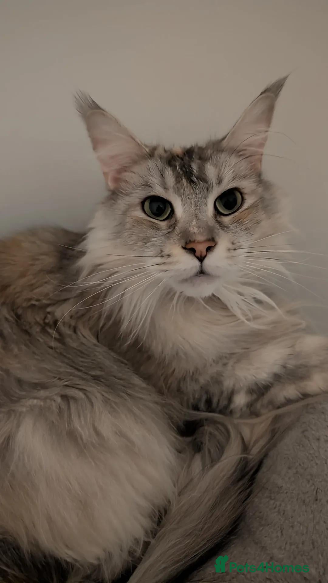 Maine Coon cats for sale: 3 year old female Maine coon - Advert 2