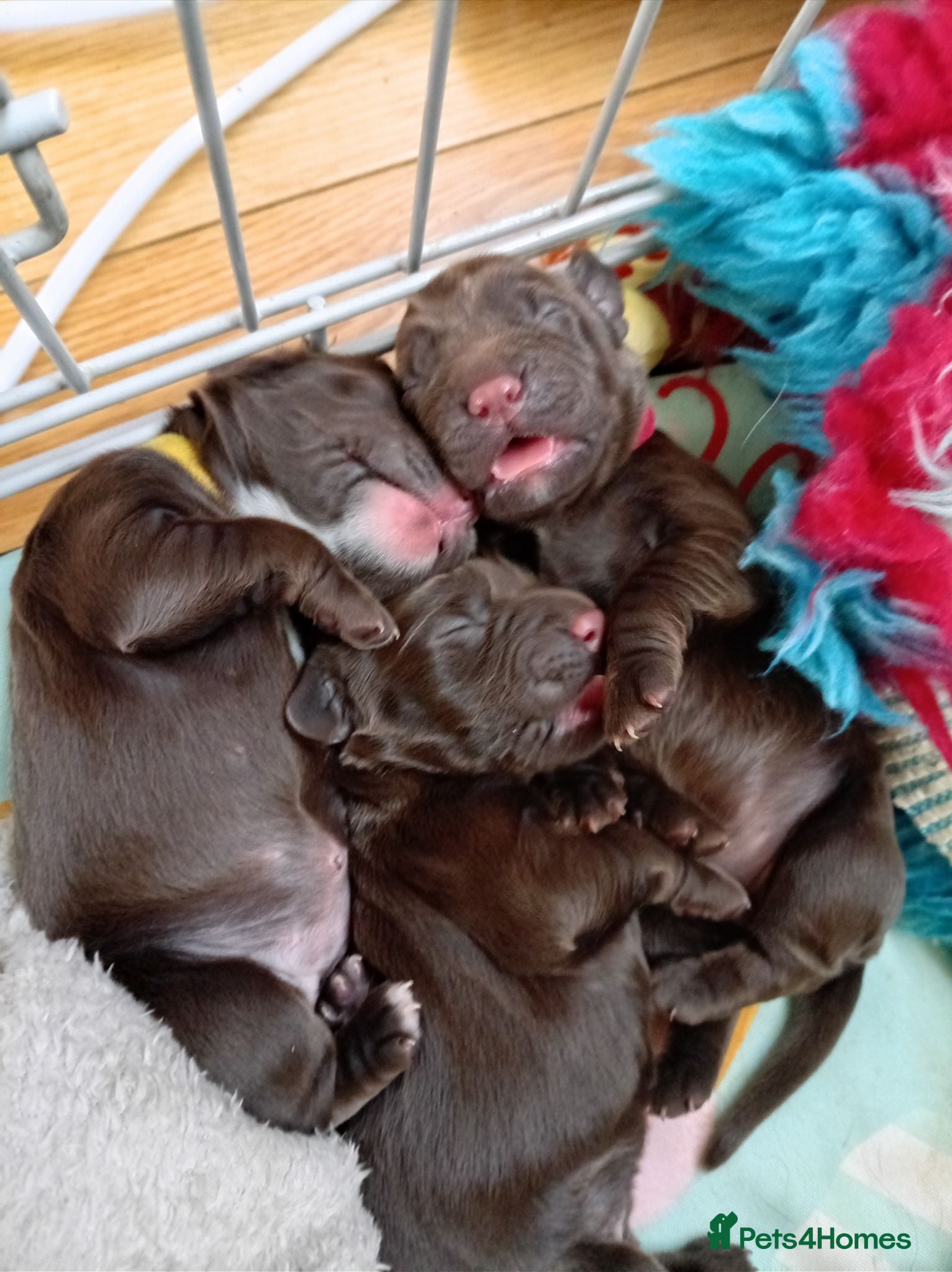 Cocker Spaniel dogs 4 female cocker pups DNA clear  - Advert 2