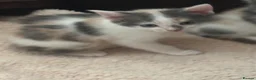 Domestic Shorthair cats for sale: Stunning energetic kittens - Advert 6