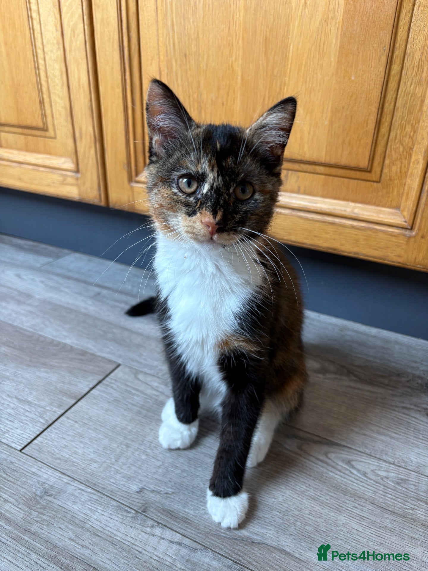 Mixed Breed cats Female kitten 18 weeks old - Advert 1