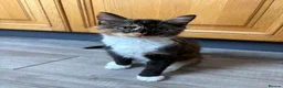 Mixed Breed cats for sale: Female kitten 18 weeks old - Advert 1