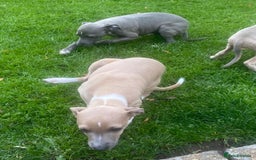 Italian Greyhound dogs for sale: Beautiful Italian greyhounds  - Image 5