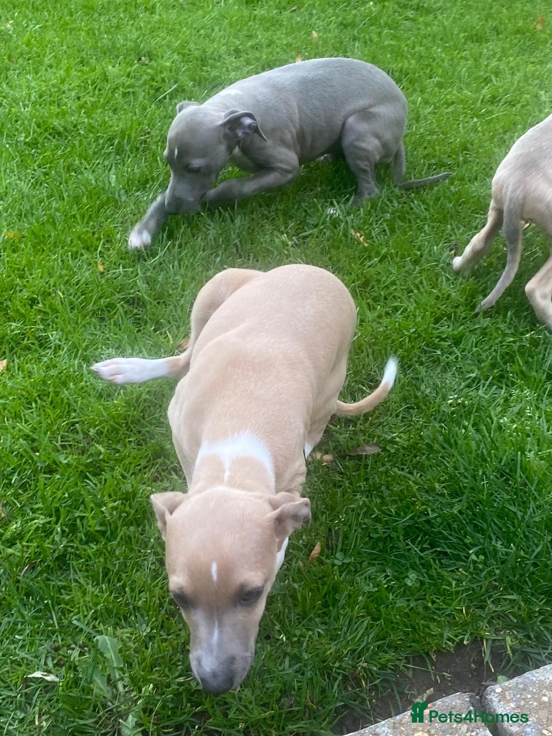 Italian Greyhound dogs for sale: Beautiful Italian greyhounds  - Image 5