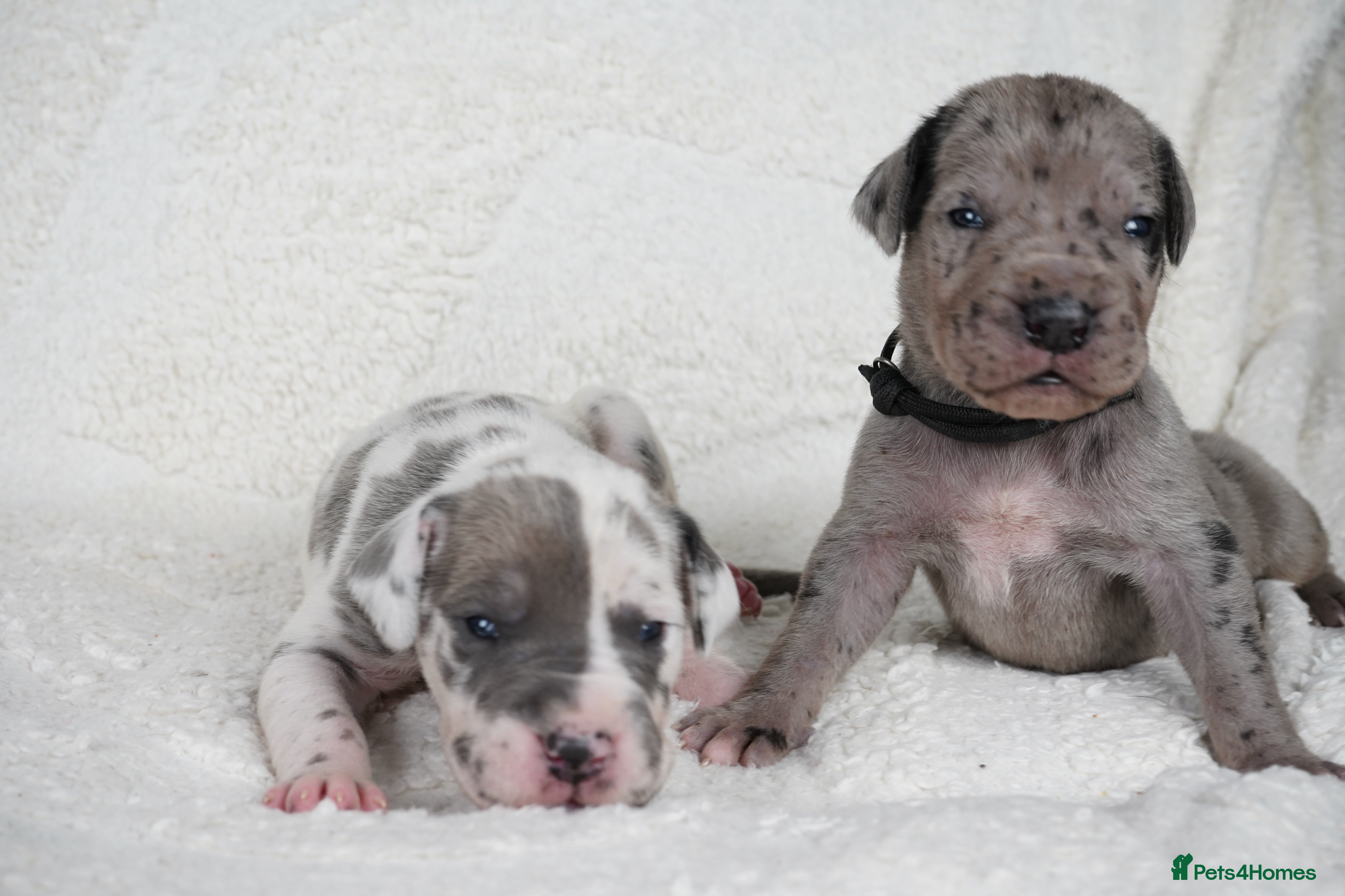 Great Dane dogs Health Tested KC reg Great Dane puppies - Advert 16