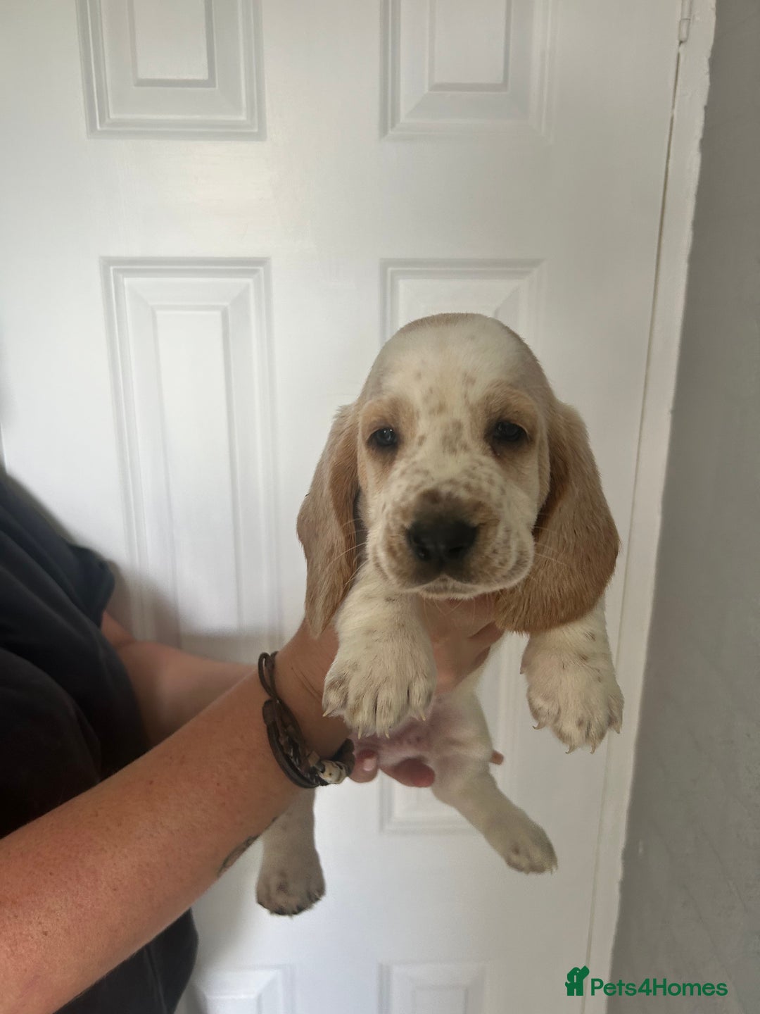 Basset Hound dogs for sale: Lemon and white basset pups - Image 7