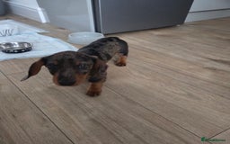 Dachshund dogs for sale: Dacschund puppy for sale - Image 4