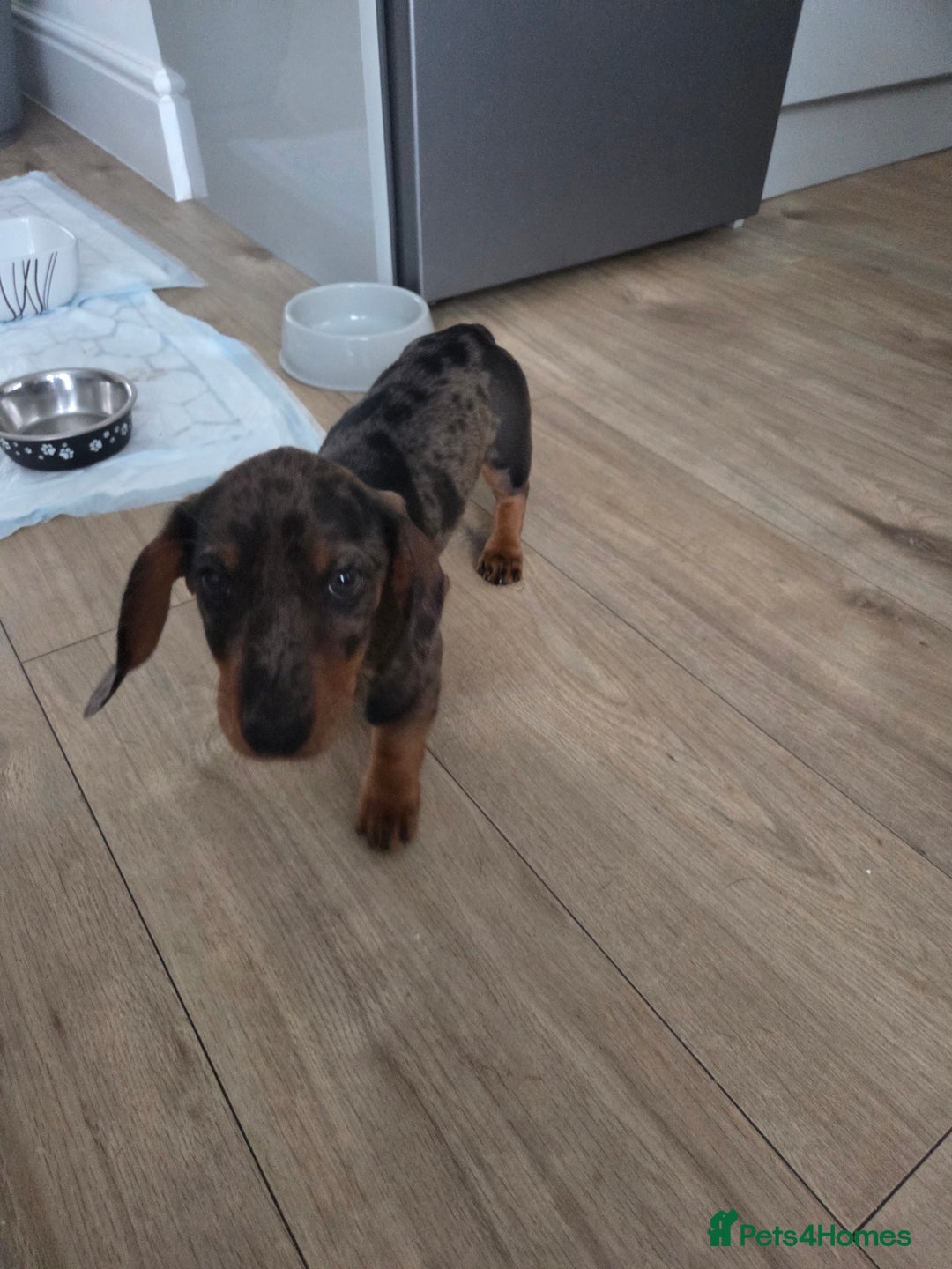 Dachshund dogs for sale: Dacschund puppy for sale - Image 4