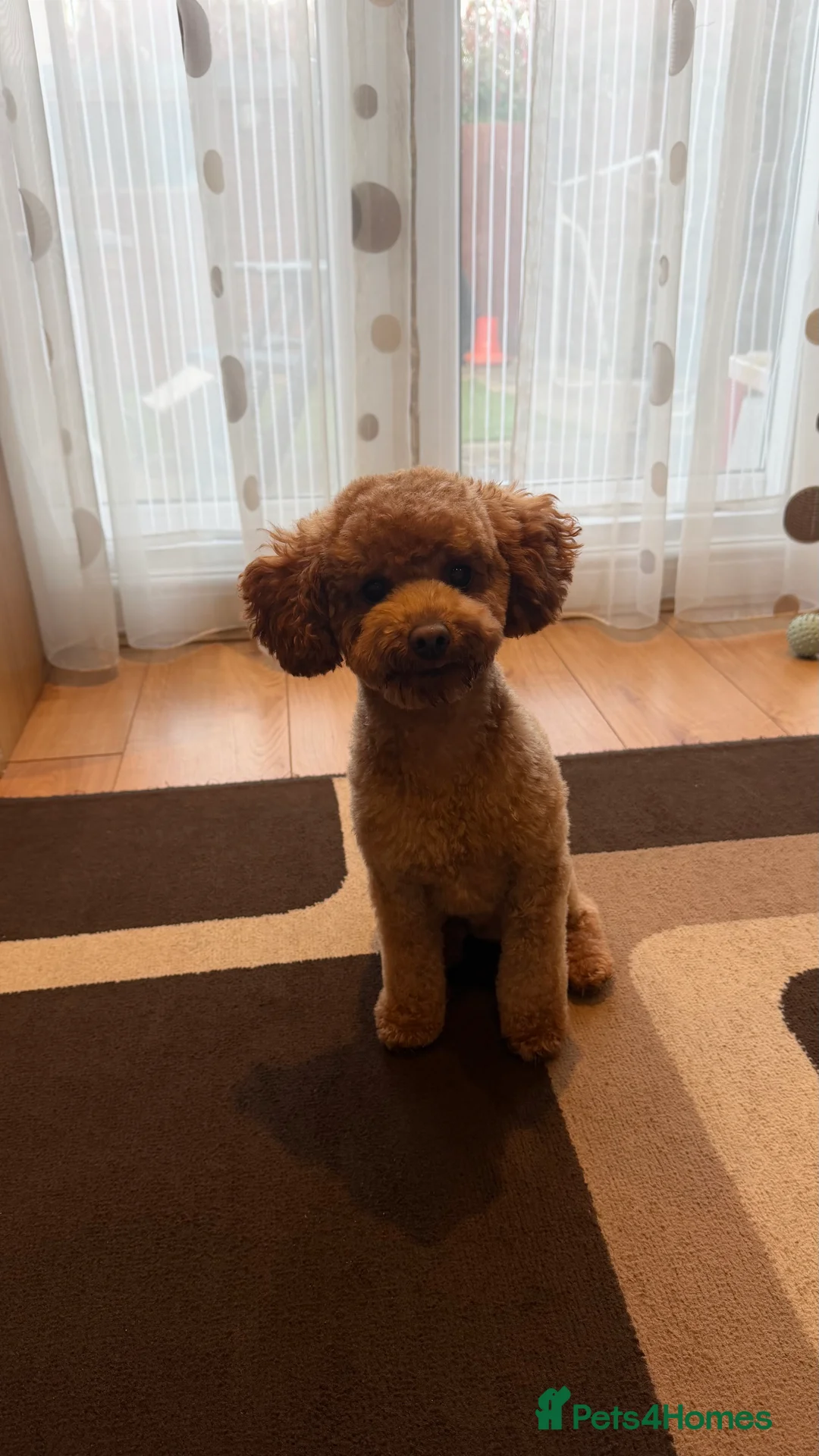 Toy Poodle dogs for stud: Gorgeous Red Toy Poodle Stud-Friendly 🩵 - Advert 2