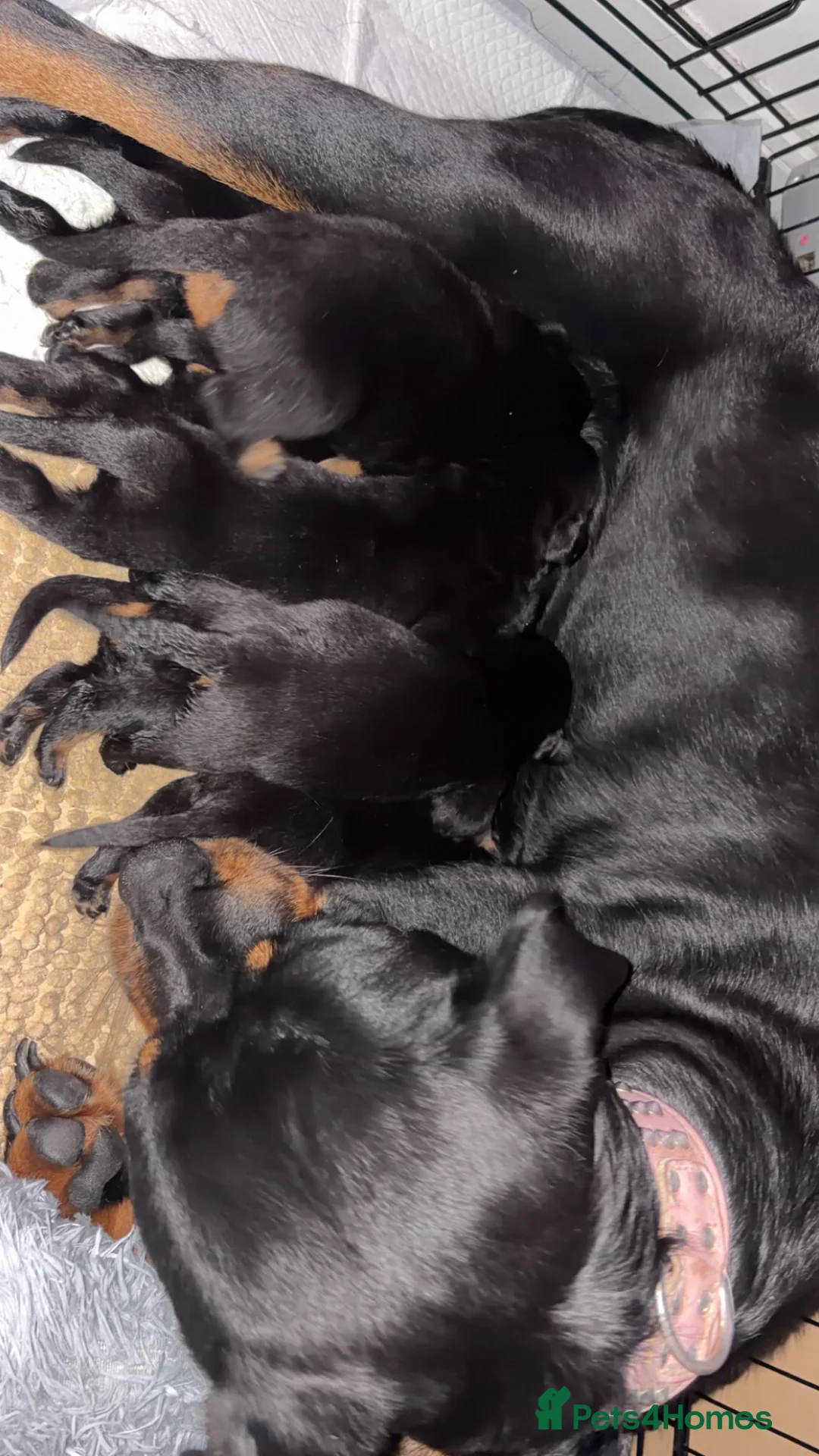 Rottweiler dogs for sale: 3 week old ready for deposit Rottweiler puppy’s  - Advert 12