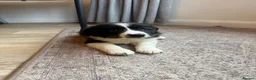 Border Collie dogs for sale: 3 traditional long haired boys  - Advert 4