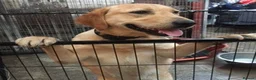 Labrador Retriever dogs for sale: LABRADOR PUPPY FOR SALE - Advert 7
