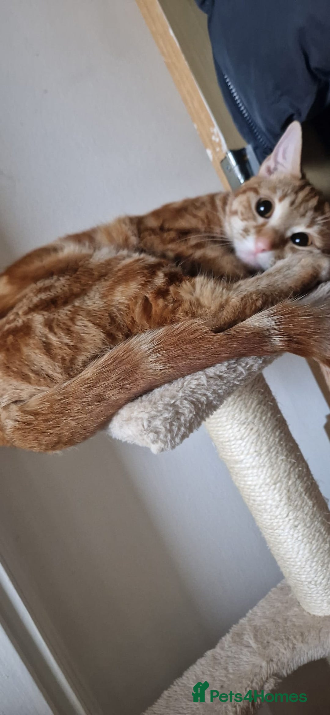 Domestic Shorthair cats for sale: Adorable Ginger Tabby Kitten ( ** ) - Advert 7