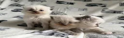 Ragdoll cats for sale: Beautiful Ragdoll Kittens 💎  - Advert 3