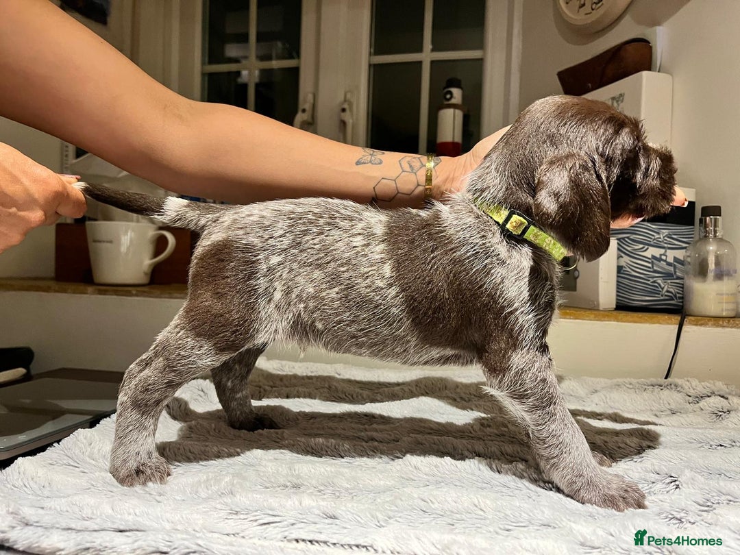 German Wirehaired Pointer dogs for sale: German Wirehaired Pointer pups - ready soon! - Advert 21