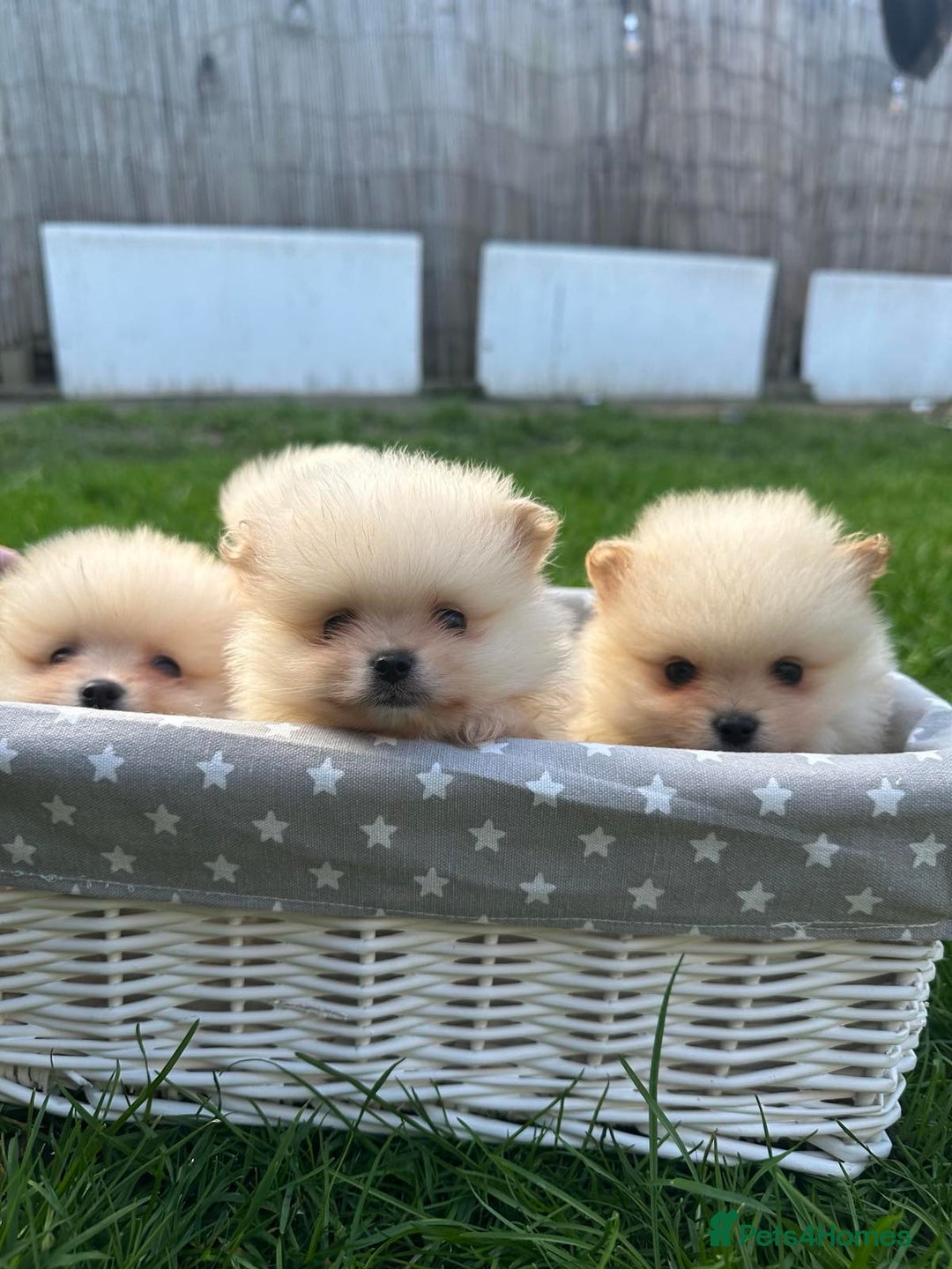 Pomeranian dogs for sale: Adorable Pomeranian Puppies for Sale!  - Image 7