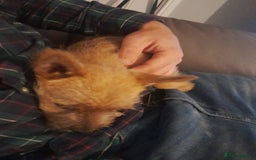 Cairn Terrier dogs for sale: KC registered Cairn terriers - Image 9