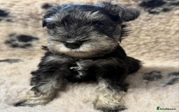 Miniature Schnauzer dogs for sale: Miniature schnauzers pups ready now ❤️ - Image 5