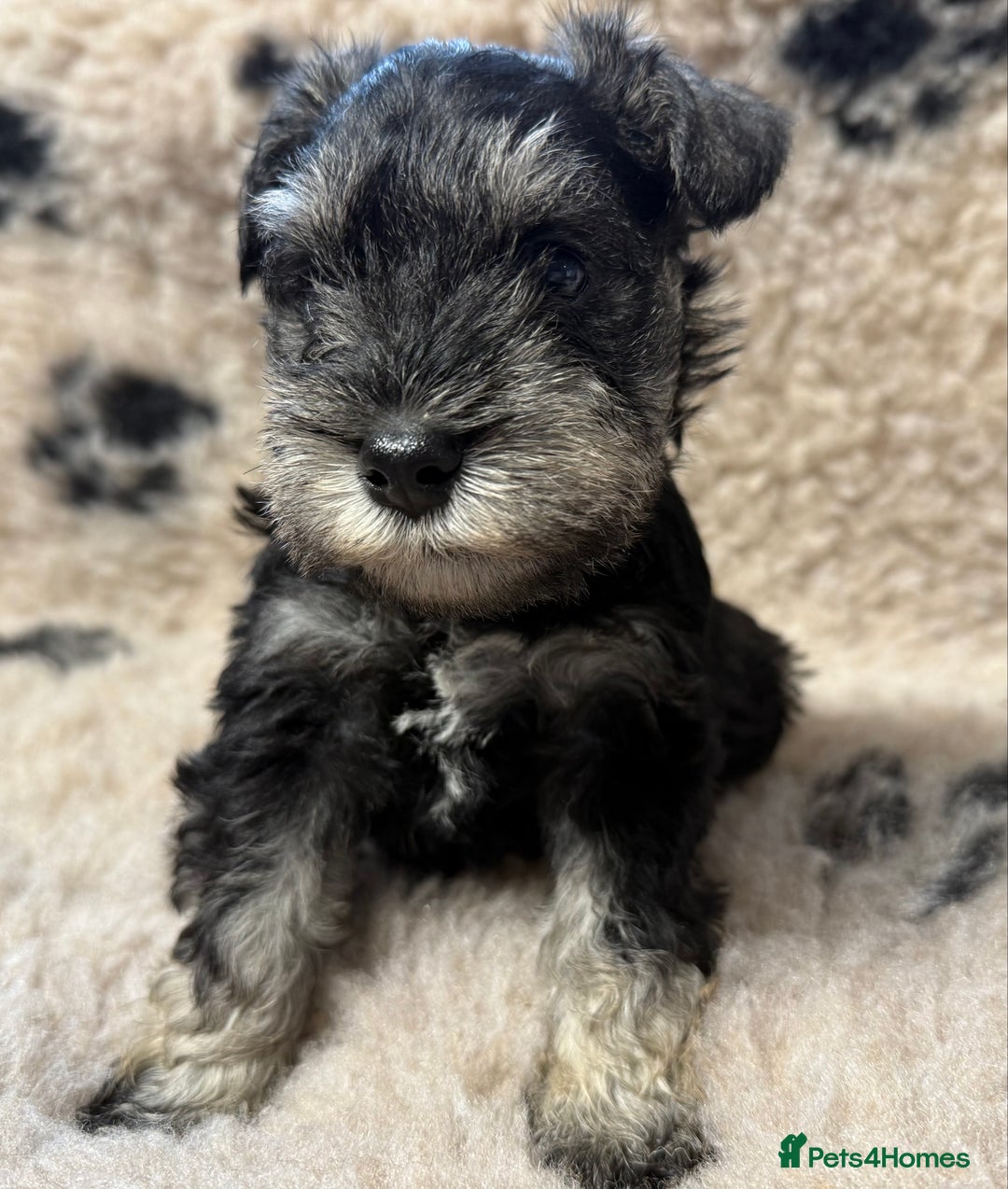 Miniature Schnauzer dogs for sale: Miniature schnauzers pups ready now ❤️ - Image 5