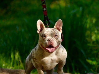 American Bully dogs - Advert 5