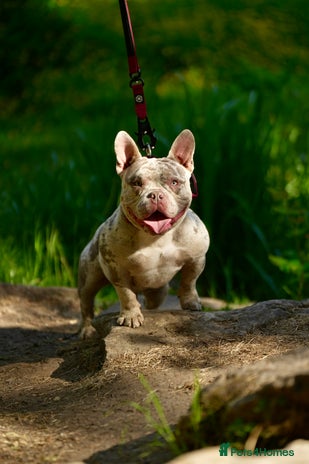 American Bully dogs - Advert 1