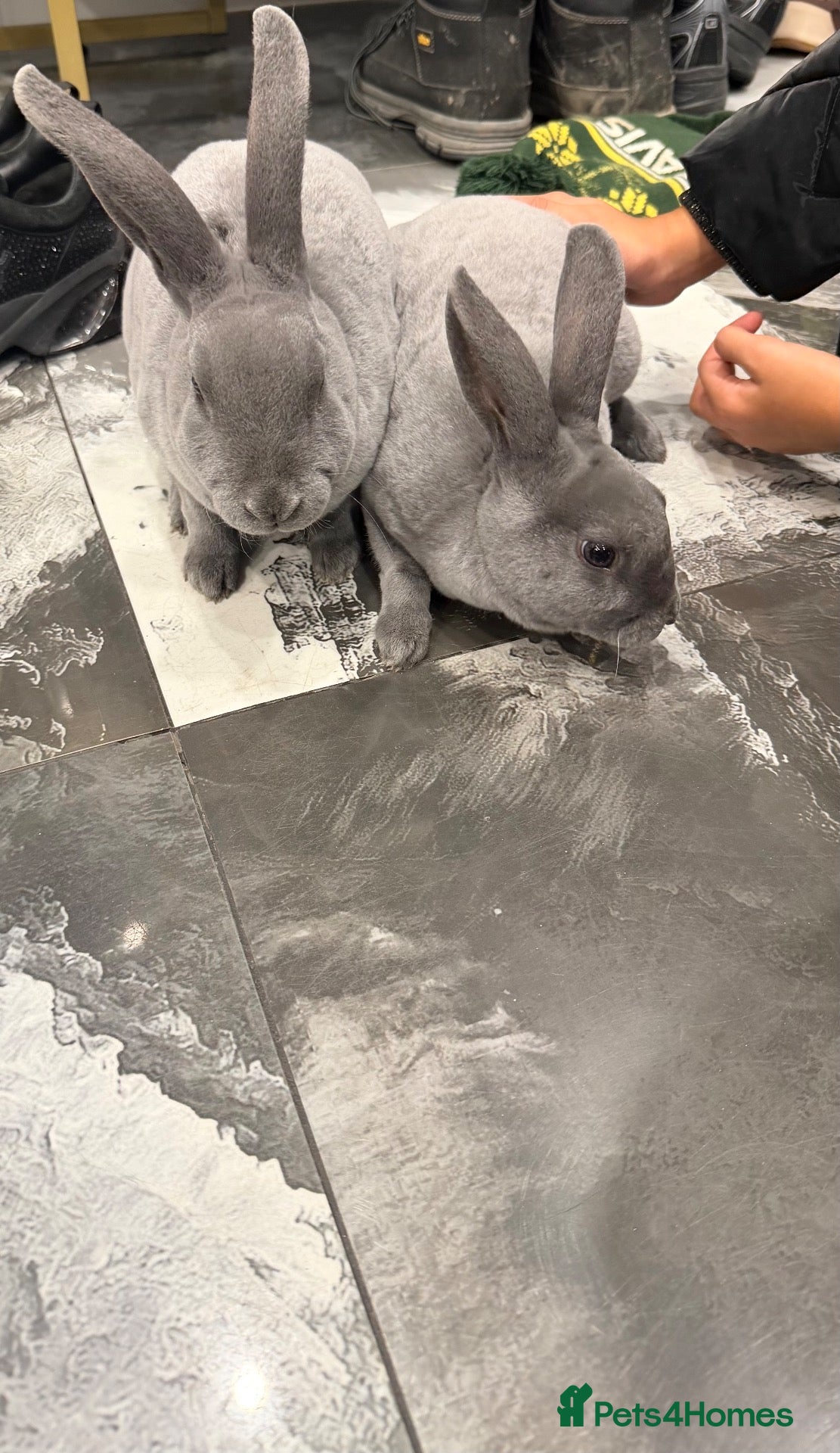 Rex rabbits for sale: Blue mini Rex rabbits  - Advert 1