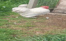 Chickens poultry for sale: 4 x lavender pekin bantams and 1 rooster - Image 6