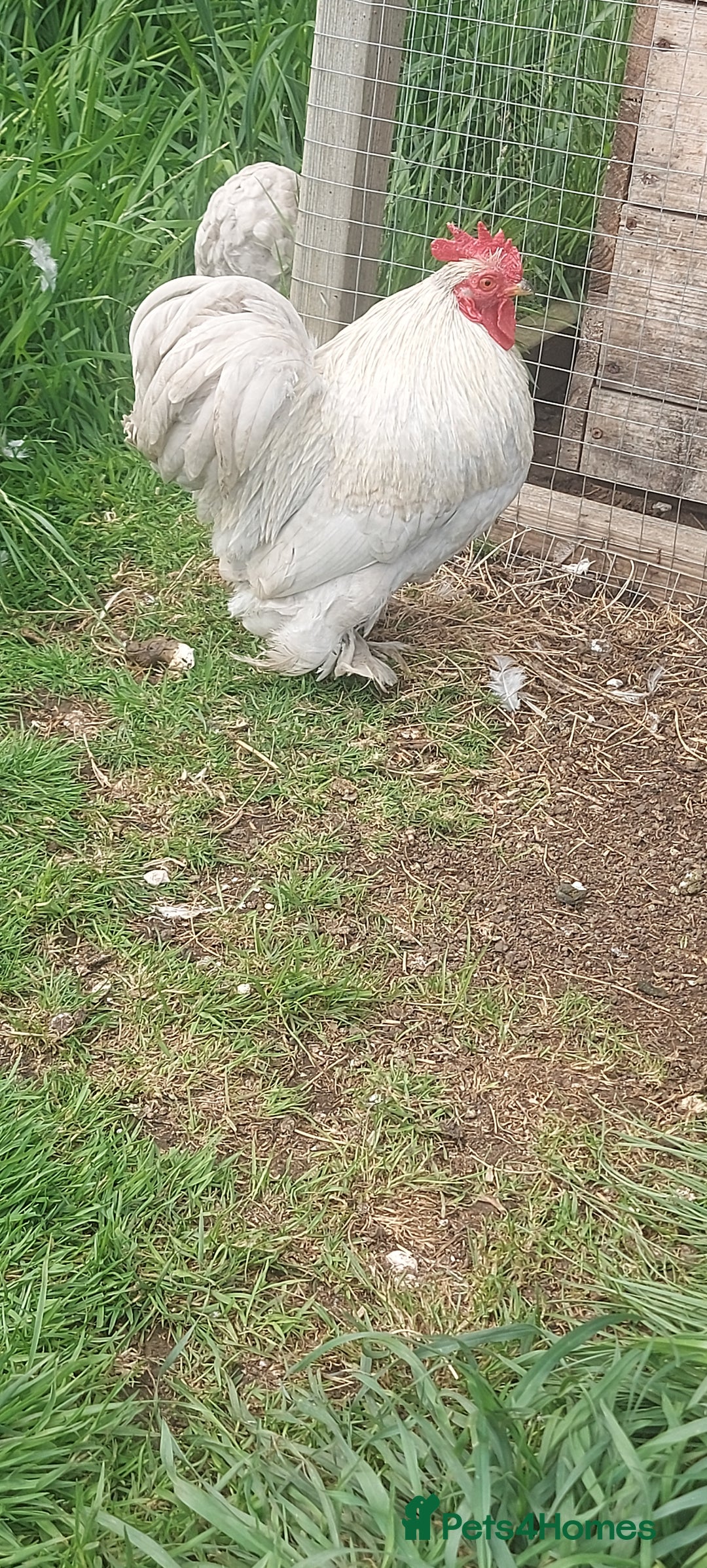 Chickens poultry for sale: 4 x lavender pekin bantams and 1 rooster - Image 6