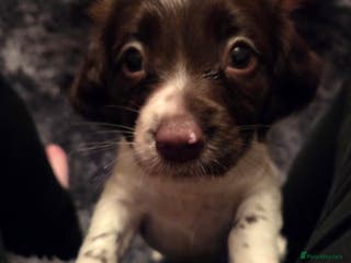 English Springer Spaniel dogs English Springer Spaniel Girl Puppies - Advert 6