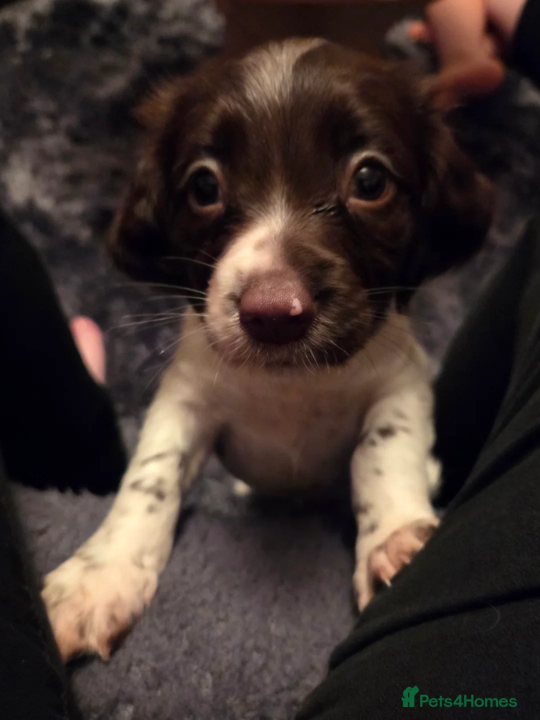 English Springer Spaniel dogs for sale: English Springer Spaniel Girl Puppies - Advert 1
