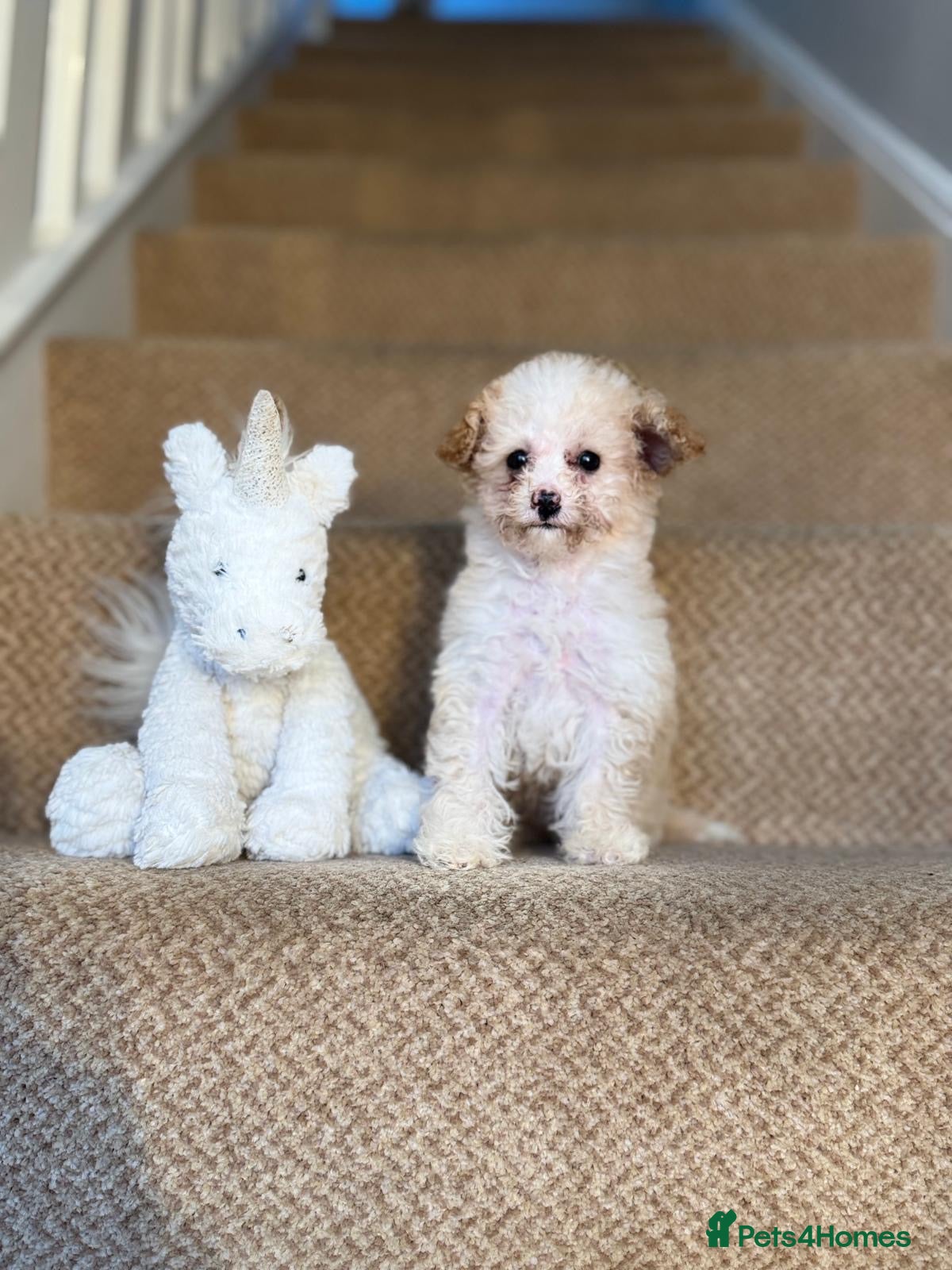 Cavapoo dogs Final Beautiful F1b Cavapoo puppie remaining  - Advert 3
