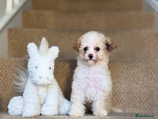 Cavapoo dogs Final Beautiful F1b Cavapoo puppie remaining - Advert 3