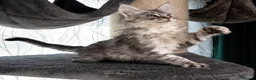 Maine Coon cats for sale: STUNNING PEDIGREE MAINE COON KITTENS - Advert 16