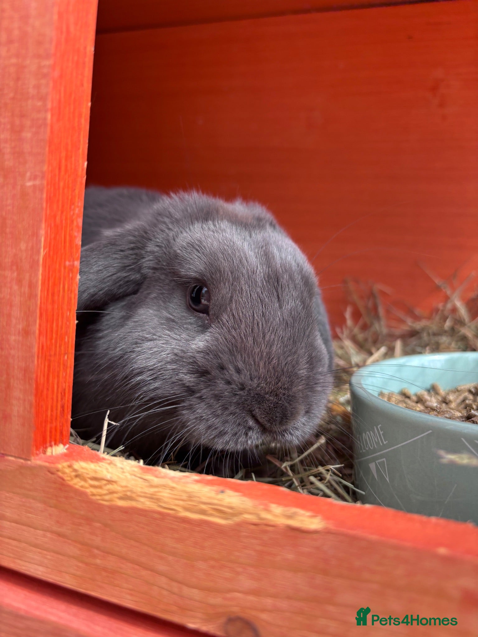 Mini Lop rabbits Rabbit for Sale  - Advert 1
